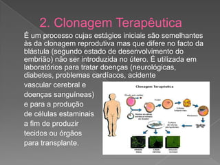 2. Clonagem Terapêutica
É um processo cujas estágios iniciais são semelhantes
às da clonagem reprodutiva mas que difere no facto da
blástula (segundo estado de desenvolvimento do
embrião) não ser introduzida no útero. É utilizada em
laboratórios para tratar doenças (neurológicas,
diabetes, problemas cardíacos, acidente
vascular cerebral e
doenças sanguíneas)
e para a produção
de células estaminais
a fim de produzir
tecidos ou órgãos
para transplante.
 