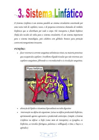 14
O Sistema Linfático é um sistema paralelo ao sistema circulatório constituído por
uma vasta rede de capilares, vasos, e de pequenas estruturas chamadas de nódulos
linfáticos que se distribuem por todo o corpo. Ele transporta o fluido linfático
(linfa) dos tecidos de volta para o sistema circulatório. É um sistema importante
para o sistema imunológico, pois colabora com glóbulos brancos para proteção
contra microorganismos invasores.
FUNÇÕES :
 fazer retornar à corrente sanguínea substâncias vitais,na maioria proteínas
que escapam dos capilares (recolhemo líquido tissular que não retornou aos
capilares sanguíneos, filtrando-o e reconduzindo-o à circulação sanguínea.
 absorção de lípidos e vitaminas lipossolúveis no tubo digestivo
 intervenção na defesa do organismo. (actua na defesa produzindo linfócitos,
aprisionando agentes agressores e produzindo anticorpos. Compõe o Sistema
Linfático na defesa: a linfa (como meio de transporte), os Ganglios, os
linfócitos, as tonsilas (faríngeas, palatinas e sublingual), o timo, o baço e o
apêndice)
 