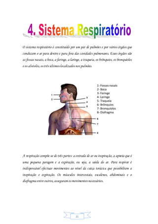 21
O sistema respiratório é constituído por um par de pulmões e por vários órgãos que
conduzem o ar para dentro e para fora das cavidades pulmonares. Esses órgãos são
as fossas nasais, a boca, a faringe, a laringe, a traqueia, os brônquios, os bronquíolos
e os alvéolos,os três últimos localizados nos pulmões.
A respiração compõe-se de três partes: a entrada de ar ou inspiração, a apneia que é
uma pequena paragem e a expiração, ou seja, a saída do ar. Para respirar é
indispensável efectuar movimentos ao nível da caixa torácica que possibilitem a
inspiração e expiração. Os músculos intercostais, escalenos, abdominais e o
diafragma entre outros,asseguram os movimentos necessários.
 