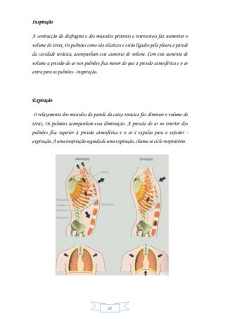 22
Inspiração
A contracção do diafragma e dos músculos peitorais e intercostais faz aumentar o
volume do tórax. Os pulmões como são elásticos e estão ligados pela pleura à parede
da cavidade torácica, acompanham esse aumento de volume. Com este aumento de
volume a pressão do ar nos pulmões fica menor do que a pressão atmosférica e o ar
entra para os pulmões -inspiração.
Expiração
O relaxamento dos músculos da parede da caixa torácica faz diminuir o volume do
tórax. Os pulmões acompanham essa diminuição. A pressão do ar no interior dos
pulmões fica superior à pressão atmosférica e o ar é expulso para o exterior -
expiração.A uma inspiração seguida de uma expiração,chama-seciclo respiratório.
 