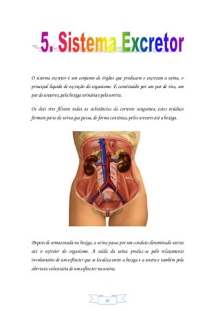 30
O sistema excretor é um conjunto de órgãos que produzem e excretam a urina, o
principal líquido de excreção do organismo. É constituído por um par de rins, um
par de ureteres,pela bexiga urináriae pela uretra.
Os dois rins filtram todas as substâncias da corrente sanguínea, estes resíduos
formam parte da urina que passa,de forma contínua,pelos ureteres até a bexiga.
Depois de armazenada na bexiga, a urina passa por um conduto denominado uretra
até o exterior do organismo. A saída da urina produz-se pelo relaxamento
involuntário de um esfíncter que se localiza entre a bexiga e a uretra e também pela
abertura voluntária de um esfíncter na uretra.
 