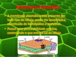 Membrana Plasmática
• A membrana plasmática esta presente em
todo tipo de célula; sendo ela lipoproteica,
constituída de fosfolipídios e proteínas.
• Possui uma permeabilidade seletiva,
controlando o que entra e sai da célula.
 