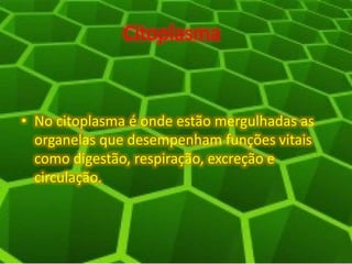 Citoplasma
• No citoplasma é onde estão mergulhadas as
organelas que desempenham funções vitais
como digestão, respiração, excreção e
circulação.
 