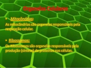 Organelas Celulares
• Mitocôndrias:
As mitocôndrias são organelas responsáveis pela
respiração celular.
• Ribossomos:
Os Ribossomos são organelas responsáveis pela
produção (síntese) de proteínas nas células.
 