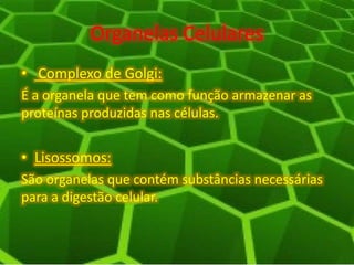 Organelas Celulares
• Complexo de Golgi:
É a organela que tem como função armazenar as
proteínas produzidas nas células.
• Lisossomos:
São organelas que contém substâncias necessárias
para a digestão celular.
 