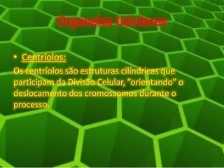 Organelas Celulares
• Centríolos:
Os centríolos são estruturas cilíndricas que
participam da Divisão Celular, ”orientando” o
deslocamento dos cromossomos durante o
processo.
 