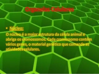 Organelas Celulares
• Núcleo:
O núcleo é a maior estrutura da célula animal e
abriga os cromossomos. Cada cromossomo contém
vários genes, o material genético que comanda as
atividades celulares.
 