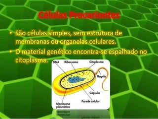 Células Procariontes
• São células simples, sem estrutura de
membranas ou organelas celulares.
• O material genético encontra-se espalhado no
citoplasma.
 