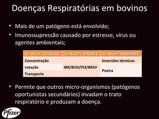Doenças Respiratórias em bovinos
• Mais de um patógeno está envolvido;
• Imunossupressão causado por estresse, vírus ou
  agentes ambientais;
     1o. Nível - ESTRESSE 2o. Nível – VIROSES 3o. Nível - AMBIENTE
     Concentração                             Inversões térmicas
     Lotação             IBR/BVD/PI3/BRSV
                                              Poeira
     Transporte


• Permite que outros micro-organismos (patógenos
  oportunistas secundários) invadam o trato
  respiratório e produzam a doença.
 