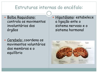 Estruturas internas do encéfalo:
 Bolbo Raquidiano:
controla os movimentos
involuntários dos
órgãos
 Cerebelo: coordena os
movimentos voluntários
dos membros e o
equilíbrio
 Hipotálamo: estabelece
a ligação ente o
sistema nervoso e o
sistema hormonal
 