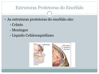 Estruturas Protetoras do Encéfalo
 As estruturas protetoras do encéfalo são:
- Crânio
- Meninges
- Líquido Cefaloraquidiano
 