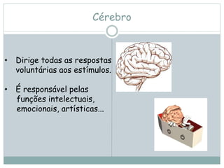 Cérebro
• Dirige todas as respostas
voluntárias aos estímulos.
• É responsável pelas
funções intelectuais,
emocionais, artísticas...
 