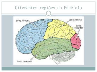 Diferentes regiões do Encéfalo
 