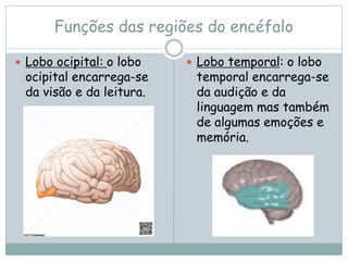 Funções das regiões do encéfalo
 Lobo ocipital: o lobo
ocipital encarrega-se
da visão e da leitura.
 Lobo temporal: o lobo
temporal encarrega-se
da audição e da
linguagem mas também
de algumas emoções e
memória.
 