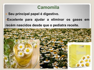 Camomila
 Seu principal papel é digestivo.
Excelente para ajudar a eliminar os gases em
recém nascidos desde que o pediatra receite.
 