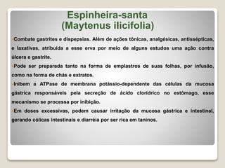 Espinheira-santa
(Maytenus ilicifolia)
Combate gastrites e dispepsias. Além de ações tônicas, analgésicas, antissépticas,
e laxativas, atribuída a esse erva por meio de alguns estudos uma ação contra
úlcera e gastrite.
Pode ser preparada tanto na forma de emplastros de suas folhas, por infusão,
como na forma de chás e extratos.
Inibem a ATPase de membrana potássio-dependente das células da mucosa
gástrica responsáveis pela secreção de ácido clorídrico no estômago, esse
mecanismo se processa por inibição.
Em doses excessivas, podem causar irritação da mucosa gástrica e intestinal,
gerando cólicas intestinais e diarréia por ser rica em taninos.
 