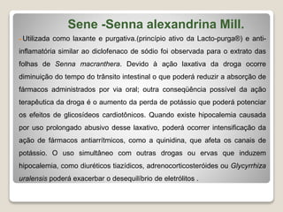 Sene -Senna alexandrina Mill.
 Utilizada como laxante e purgativa.(princípio ativo da Lacto-purga®) e anti-
inflamatória similar ao diclofenaco de sódio foi observada para o extrato das
folhas de Senna macranthera. Devido à ação laxativa da droga ocorre
diminuição do tempo do trânsito intestinal o que poderá reduzir a absorção de
fármacos administrados por via oral; outra conseqüência possível da ação
terapêutica da droga é o aumento da perda de potássio que poderá potenciar
os efeitos de glicosídeos cardiotônicos. Quando existe hipocalemia causada
por uso prolongado abusivo desse laxativo, poderá ocorrer intensificação da
ação de fármacos antiarrítmicos, como a quinidina, que afeta os canais de
potássio. O uso simultâneo com outras drogas ou ervas que induzem
hipocalemia, como diuréticos tiazídicos, adrenocorticosteróides ou Glycyrrhiza
uralensis poderá exacerbar o desequilíbrio de eletrólitos .
 