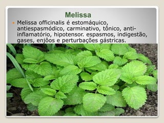 Melissa
 Melissa officinalis é estomáquico,
antiespasmódico, carminativo, tônico, anti-
inflamatório, hipotensor. espasmos, indigestão,
gases, enjôos e perturbações gástricas.
 