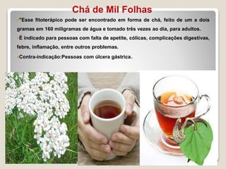 Chá de Mil Folhas
"Esse fitoterápico pode ser encontrado em forma de chá, feito de um a dois
gramas em 160 miligramas de água e tomado três vezes ao dia, para adultos.
É indicado para pessoas com falta de apetite, cólicas, complicações digestivas,
febre, inflamação, entre outros problemas.
Contra-indicação:Pessoas com úlcera gástrica.
 