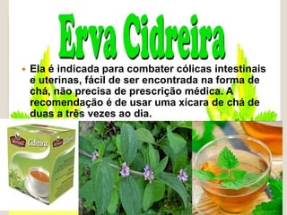  Ela é indicada para combater cólicas intestinais
e uterinas, fácil de ser encontrada na forma de
chá, não precisa de prescrição médica. A
recomendação é de usar uma xícara de chá de
duas a três vezes ao dia.

 