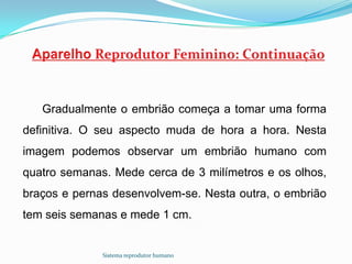 Gradualmente o embrião começa a tomar uma forma
definitiva. O seu aspecto muda de hora a hora. Nesta
imagem podemos observar um embrião humano com
quatro semanas. Mede cerca de 3 milímetros e os olhos,
braços e pernas desenvolvem-se. Nesta outra, o embrião
tem seis semanas e mede 1 cm.


              Sistema reprodutor humano
 