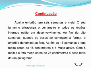 Continuação

    Aqui o embrião tem seis semanas e meia. O seu
tamanho ultrapassa o centímetro e todos os órgãos
internos estão em desenvolvimento. Ao fim de oito
semanas, quando os ossos se começam a formar, o
embrião denomina-se feto. Ao fim de 18 semanas o feto
mede cerca de 15 centímetros e é muito activo. Com 5
meses o feto mede cerca de 25 centímetros e pesa mais
de um quilograma.

            Sistema reprodutor humano
 