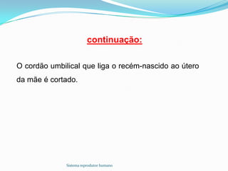 continuação:

O cordão umbilical que liga o recém-nascido ao útero
da mãe é cortado.




              Sistema reprodutor humano
 