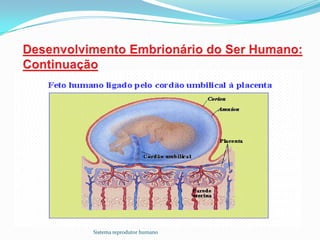 Sistema reprodutor humano
 