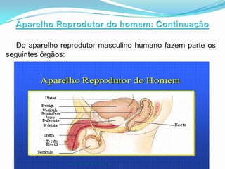 Do aparelho reprodutor masculino humano fazem parte os
seguintes órgãos:




                Sistema reprodutor humano
 