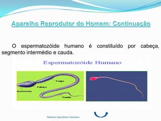 O espermatozóide humano é constituído por cabeça,
segmento intermédio e cauda.




              Sistema reprodutor humano
 