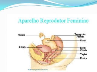 Sistema reprodutor humano
 