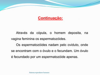 Continuação:


   Através da cópula, o homem deposita, na
vagina feminina os espermatozóides.
   Os espermatozóides nadam pelo oviduto, onde
se encontram com o óvulo e o fecundam. Um óvulo
é fecundado por um espermatozóide apenas.



           Sistema reprodutor humano
 