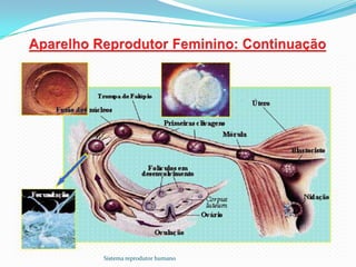 Sistema reprodutor humano
 