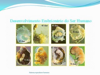 Sistema reprodutor humano
 
