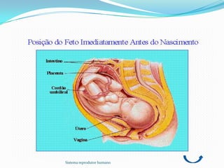 Sistema reprodutor humano
 