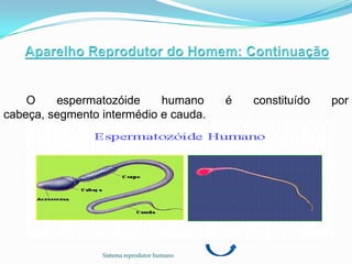 O    espermatozóide     humano           é   constituído   por
cabeça, segmento intermédio e cauda.




                 Sistema reprodutor humano
 