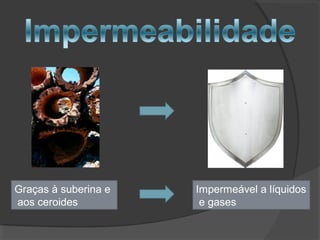 Impermeável a líquidos
e gases
Graças à suberina e
aos ceroides
 