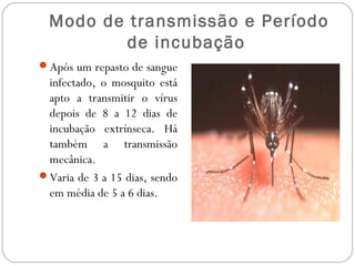Modo de transmissão e Período
         de incubação
Após um repasto de sangue
 infectado, o mosquito está
 apto a transmitir o vírus
 depois de 8 a 12 dias de
 incubação extrínseca. Há
 também a transmissão
 mecânica.
Varia de 3 a 15 dias, sendo
 em média de 5 a 6 dias.
 