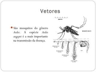 Ciclo de Transmissão
Homem Aedes aegypti (Fêmea)  Homem
 