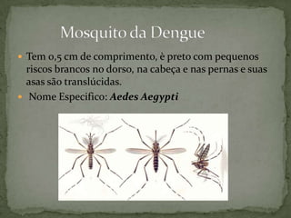  Tem 0,5 cm de comprimento, è preto com pequenos
riscos brancos no dorso, na cabeça e nas pernas e suas
asas são translúcidas.
 Nome Especifico: Aedes Aegypti
 