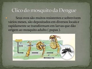  Seus ovos são muitos resistentes e sobrevivem
vários meses, são depositados em diversos locais e
rapidamente se transformam em larvas que dão
origem ao mosquito adulto ( pupas ).
 