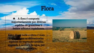 Flora
★ A ﬂora é composta
majoritariamente por diversas
espécies de gramíneas e
baixos arbustos espinhosos.
Além disso, onde o clima é mais
árido, surgem as denominadas
espécies de vegetação xeróﬁla,
adaptada à escassez de água, por
exemplo os cactos.
 