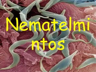 Nematelmintos 