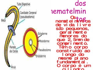 Anatomia dos nematelmintos Os nematelmintos de vida livre são pequenos, geralmente menores do que 2,5mm de comprimento. Têm o corpo construído ao longo do mesmo plano fundamental. O corpo é um cilindro quase perfeito, delgado e alongado, com ambas as extremidades fechadas em vários graus, parecendo de filiforme, em sua maioria, a um fuso. O corpo é essencialmente um tubo dentro de outro tubo.  