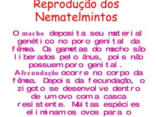 Reprodução dos Nematelmintos O  macho  deposita seu material genético no poro genital da fêmea. Os gametas do macho são liberados pelo ânus, pois não possuem poro genital.  A  fecundação  ocorre no corpo da fêmea. Depois da fecundação, o zigoto se desenvolve dentro de um ovo com a casca resistente. Muitas espécies eliminam os ovos para o ambiente, ocorrerão as primeiras divisões e o ovo se tornará embrionário. Ele passará por vários estágios larvais. A larva que sai do ovo se chama larva rabditóide. Depois de passar por algumas substituições de sua cutícula, ela se transforma em larva filarióide e, depois no adulto .  