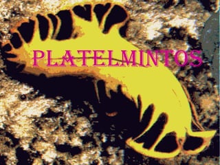 Platelmintos 