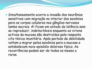 Simultaneamente ocorre a invasão dos neurônios sensitivos com migração no interior dos saxónios para os corpos celulares nos gânglios nervosos lambe sacrais. Aí ficam em estado de latência sem se reproduzir, indetectáveis enquanto os virions activos da mucosa são destruídos pela resposta cito tóxica imunitária. Após período de debilidade voltam a migrar pelos saxónios para a mucosa e estabelecem novo episódio doloroso típico. As recorrências podem ser de todos os meses a raras.