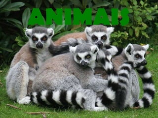 ANIMAIS 