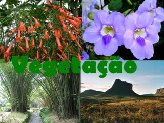 Vegetação 