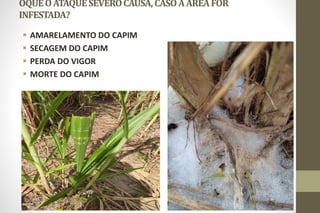 OQUEOATAQUESEVEROCAUSA,CASOAAREAFOR
INFESTADA?
 AMARELAMENTO DO CAPIM
 SECAGEM DO CAPIM
 PERDA DO VIGOR
 MORTE DO CAPIM
 